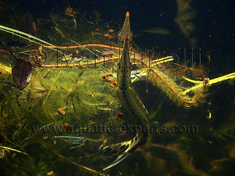 Spotted pike characin
